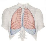 Uložení plic v hrudníku